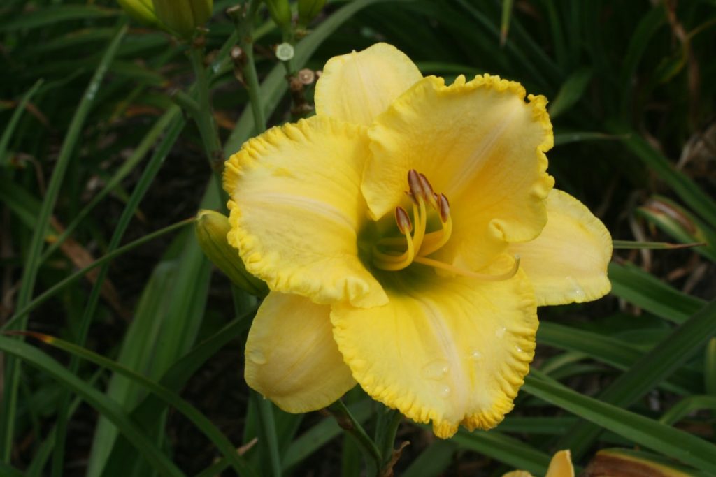 Al Able Daylily at Pheasant Gardens