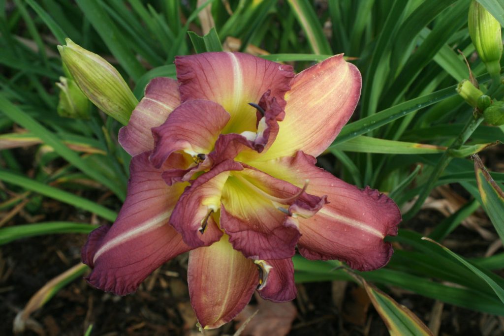 Almost Indecent Daylily at Pheasant Gardens