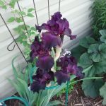 Purple Iris at Pheasant Gardens