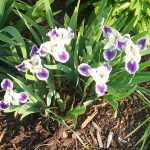 Dwarf Blue and White Iris at Pheasant Gardens
