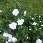 Blanc Double De Coubert Rose at Pheasant Gardens