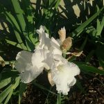 White Iris at Pheasant Gardens
