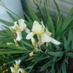 Pale Yellow Iris at Pheasant Gardens