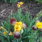 Yellow and Purple Iris at Pheasant Gardens