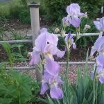Lavender Iris at Pheasant Gardens