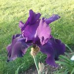 Purple Iris at Pheasant Gardens
