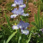 Lavender and White Iris at Pheasant Gardens