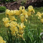 Yellow Iris at Pheasant Gardens