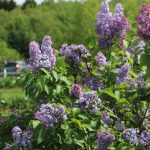 Lilac at Pheasant Gardens