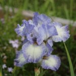 Lavender and White Iris at Pheasant Gardens