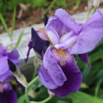 Pale Purple Iris at Pheasant Gardens