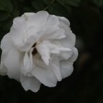 Blanc Double De Coubert Rose at Pheasant Gardens