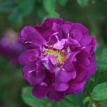 Tuscany Superba Rose at Pheasant Gardens