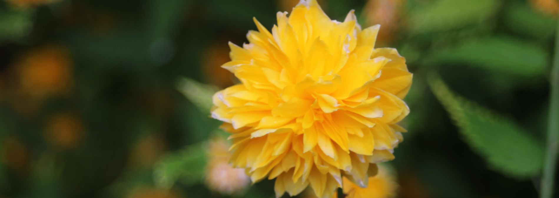 yellow-flower-slideshow-675px