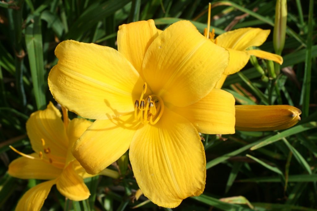 Buttered Popcorn Daylily at Pheasant Gardens