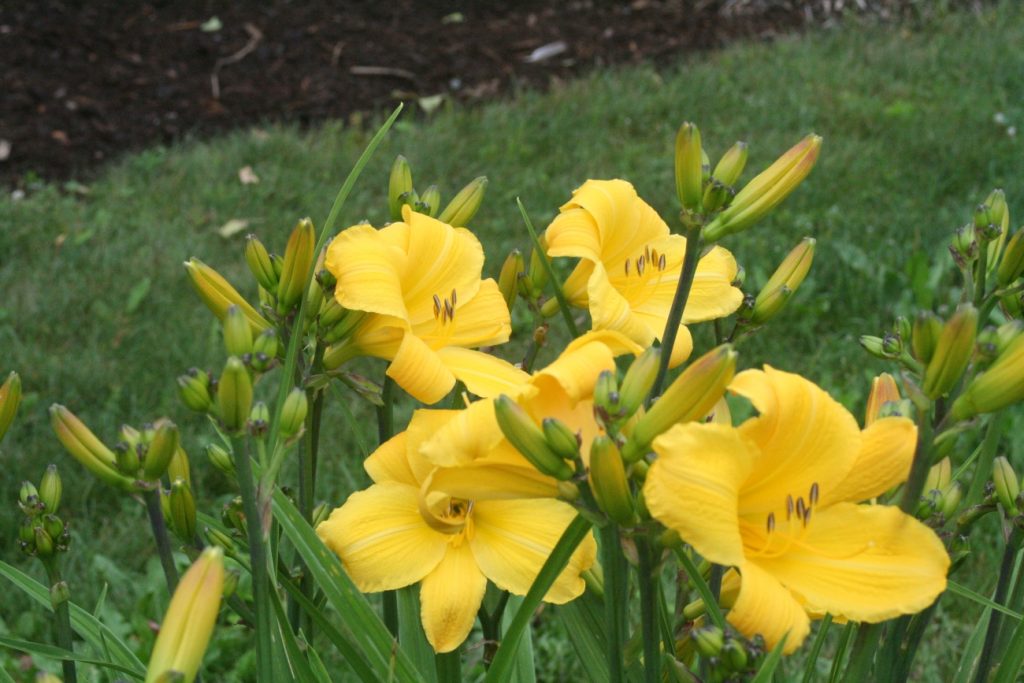 Buttered Popcorn Daylily at Pheasant Gardens
