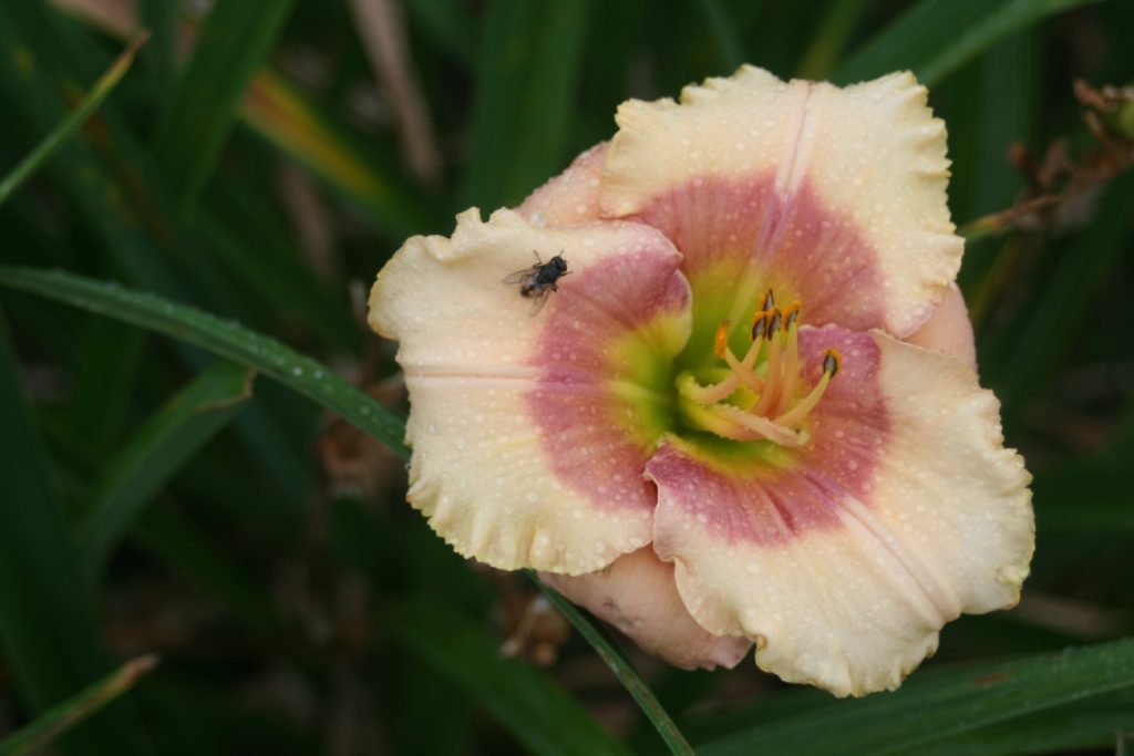 Cameo Glass Daylily at Pheasant Gardens.