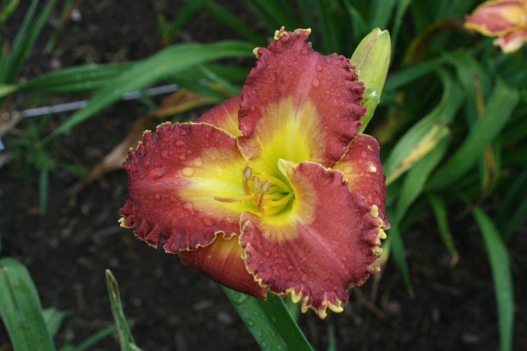 Celestial Song Daylily at Pheasant Gardens.