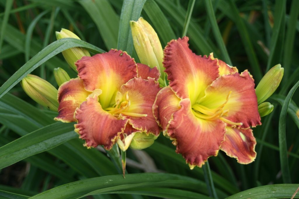 Celestial Song Daylily at Pheasant Gardens.