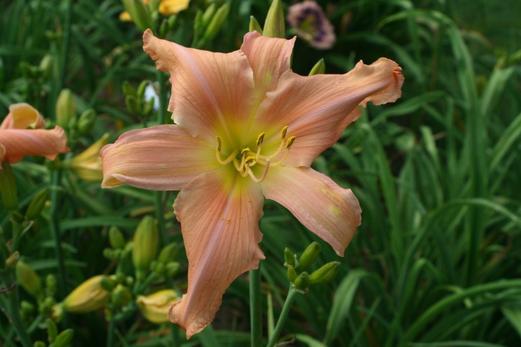 Chin Whiskers Daylily at Pheasant Gardens.