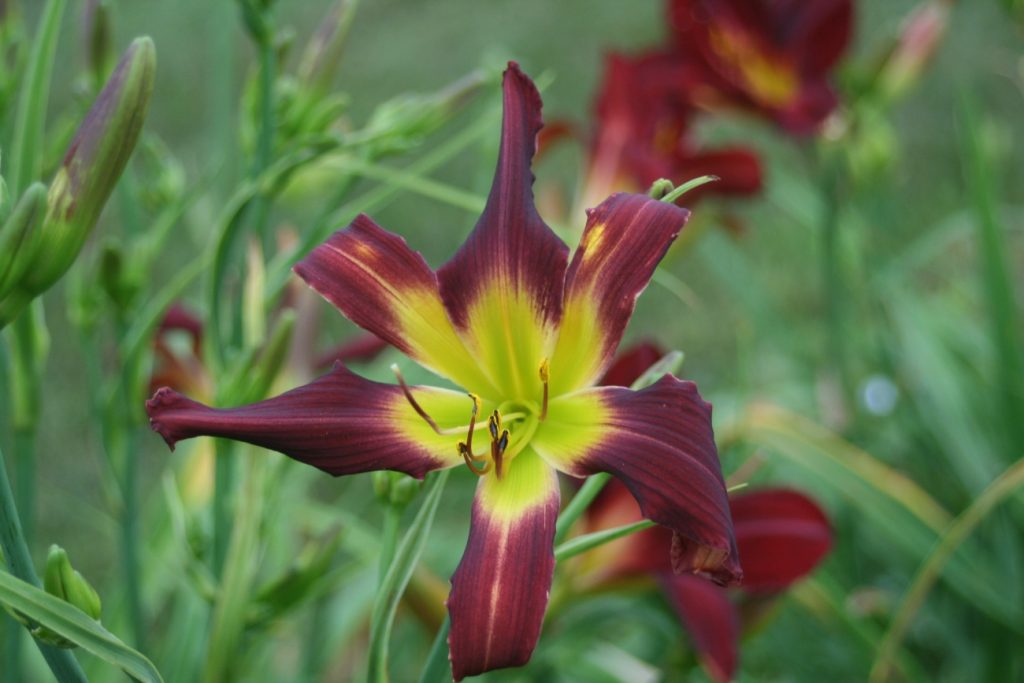 Cincy's Pat Henley Daylily at Pheasant Gardens.