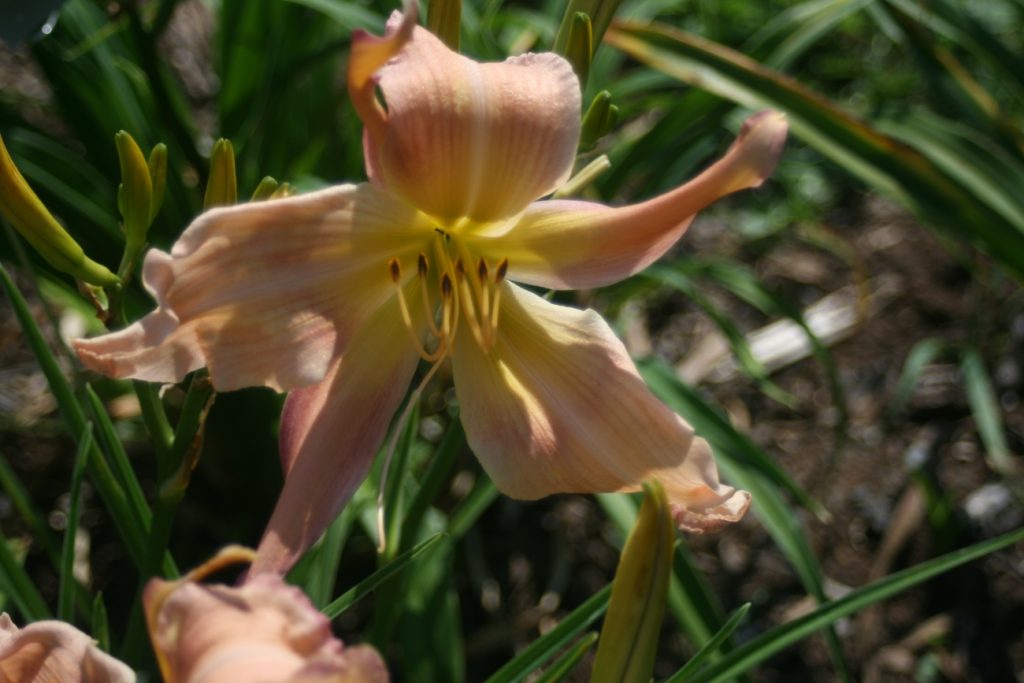 Concorde Nelson Daylily at Pheasant Gardens.