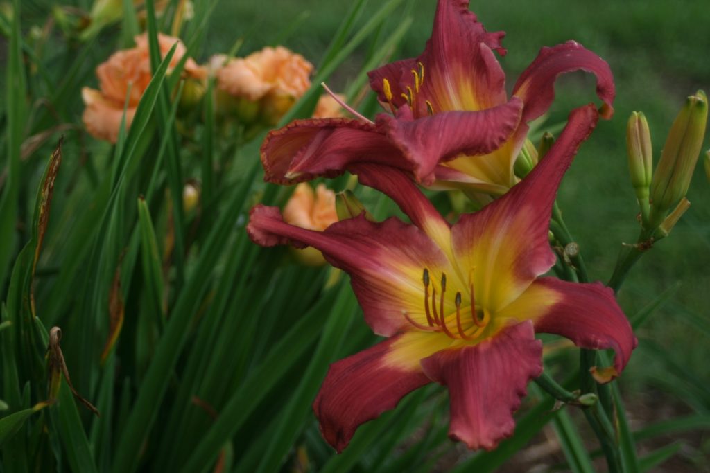 Dangling Participle Daylily at Pheasant Gardens.
