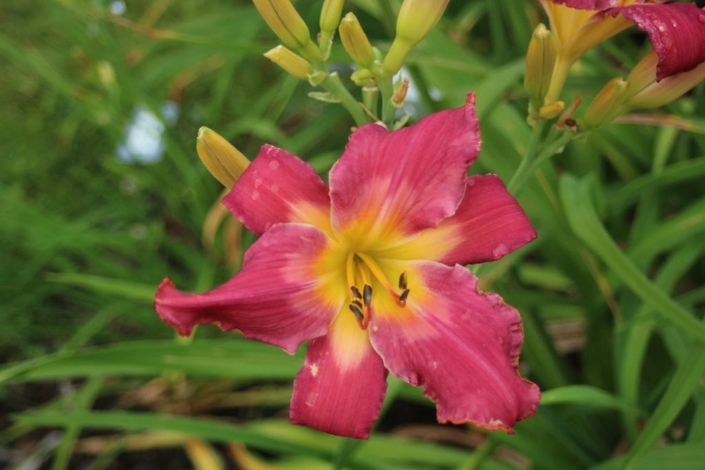 Dangling Participle Daylily at Pheasant Gardens.