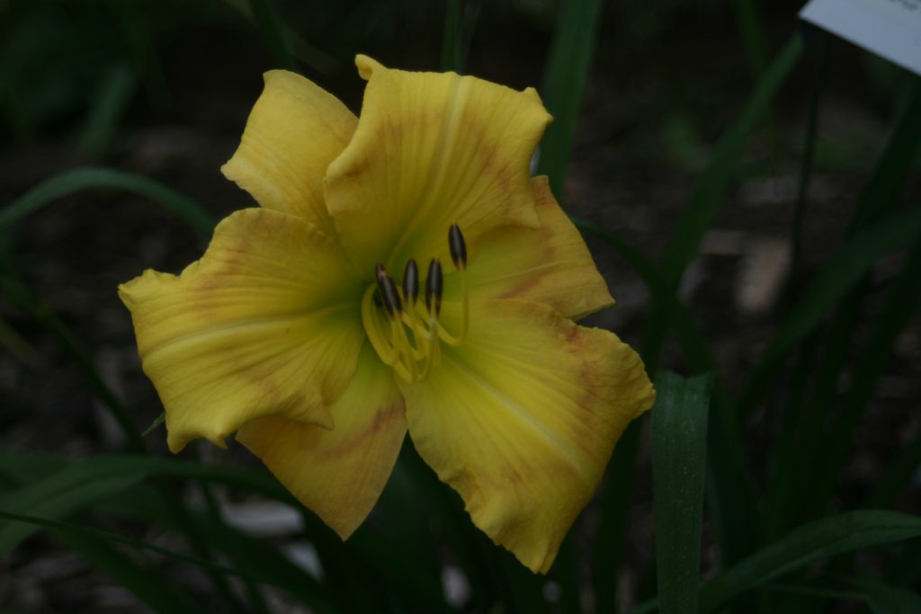 Disappearing Act Daylily at Pheasant Gardens.