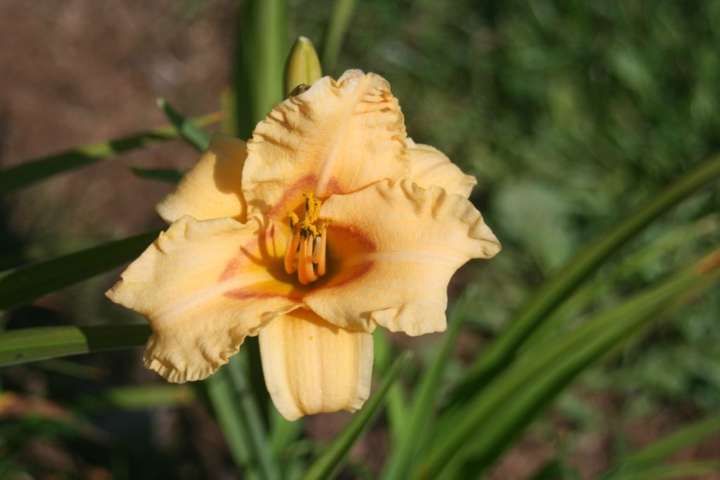 Double Ethel Daylily at Pheasant Gardens.