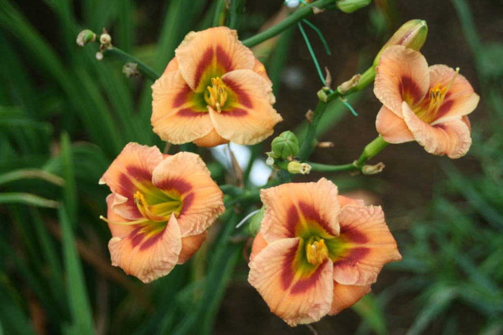 Everybody Loves Earnest Daylily at Pheasant Gardens.