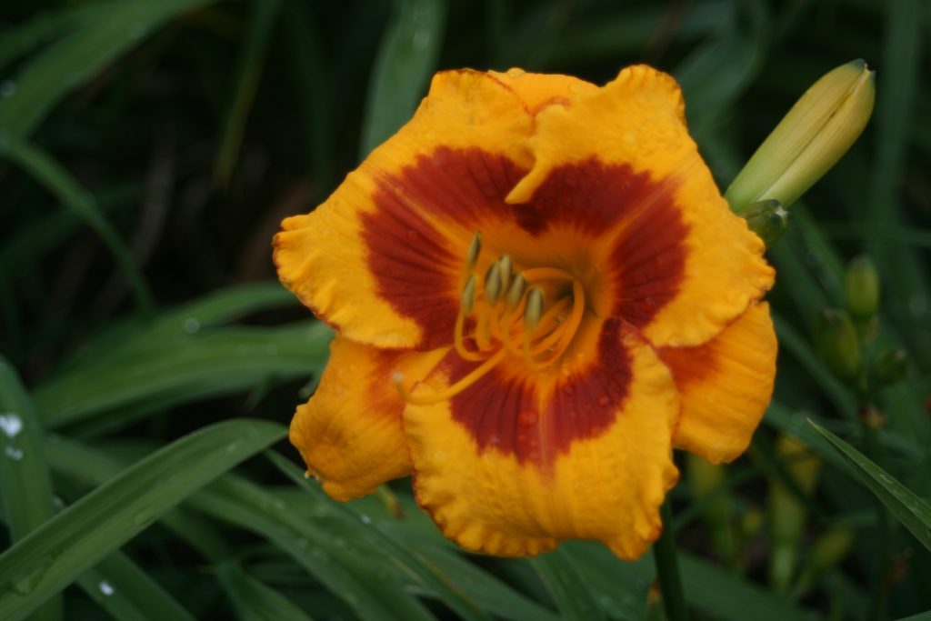 Fooled Me Daylily at Pheasant Gardens