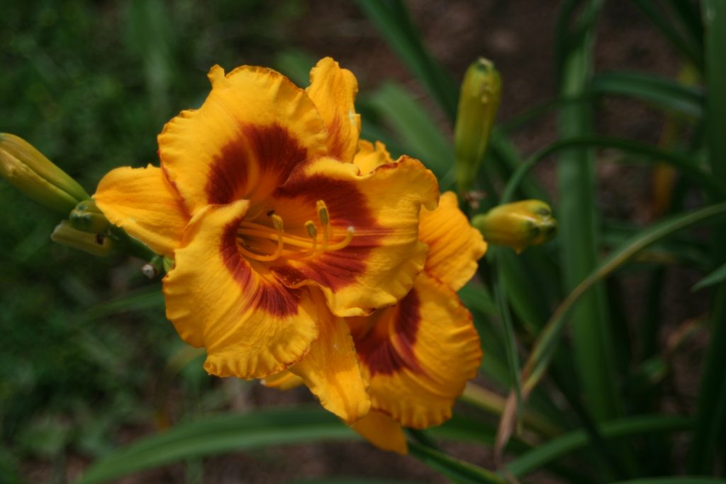 Fooled Me Daylily at Pheasant Gardens