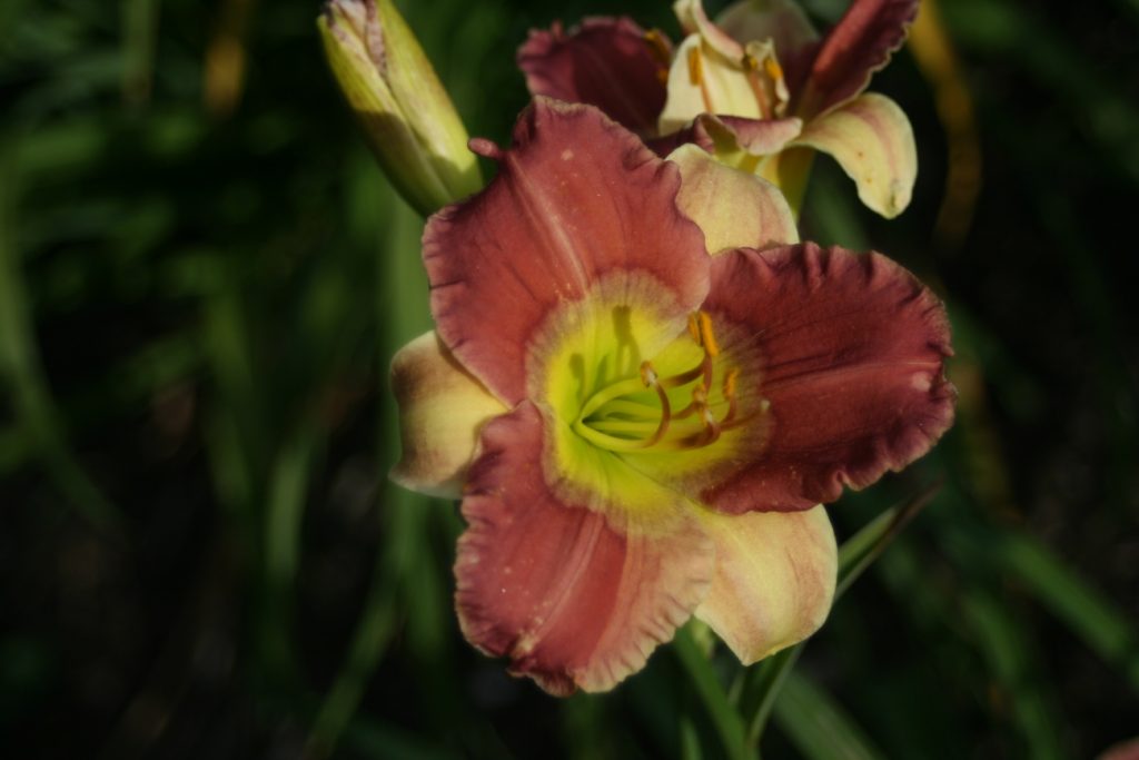 George Jets On Daylily at Pheasant Gardens
