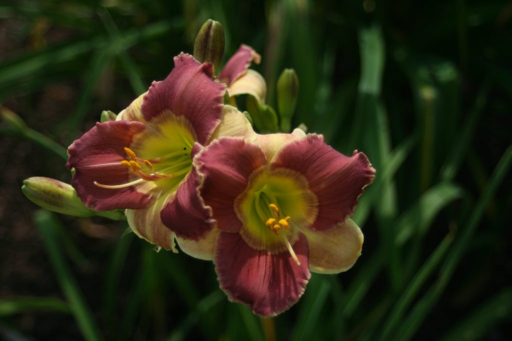 George Jets On Daylily at Pheasant Gardens