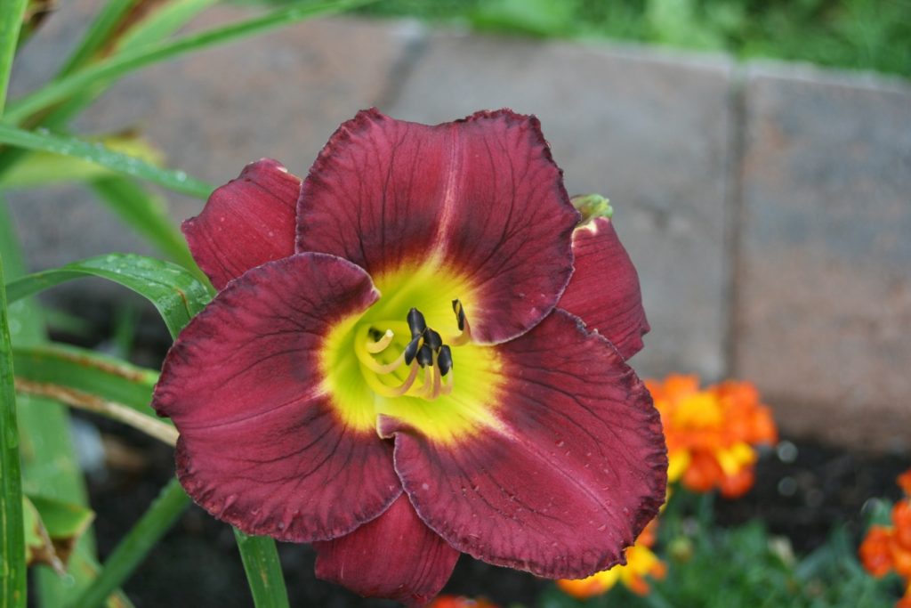 Glowing in the Dark Daylily at Pheasant Gardens