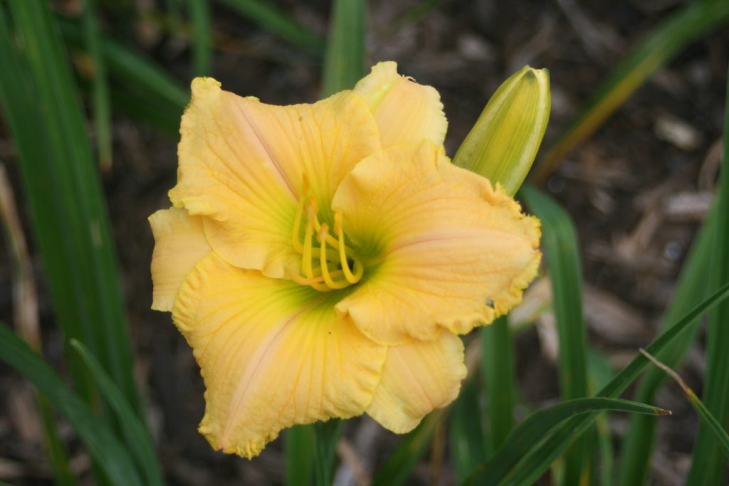 Hayfield Delight Daylily at Pheasant Gardens