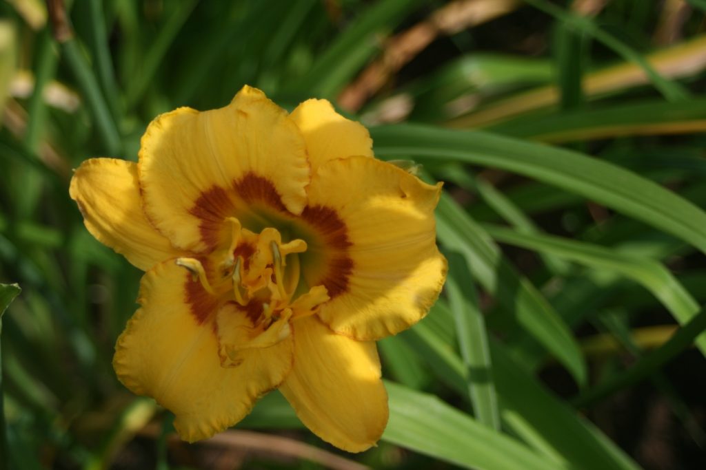 Heavenly Fission Daylily at Pheasant Gardens
