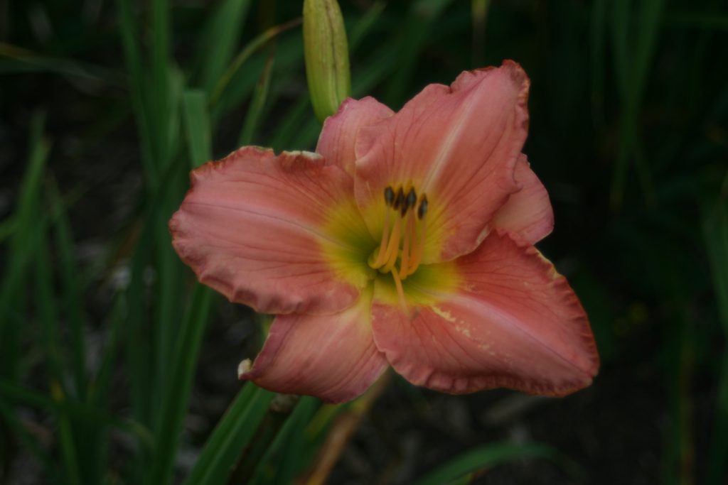 Lady of Quality Daylily at Pheasant Gardens