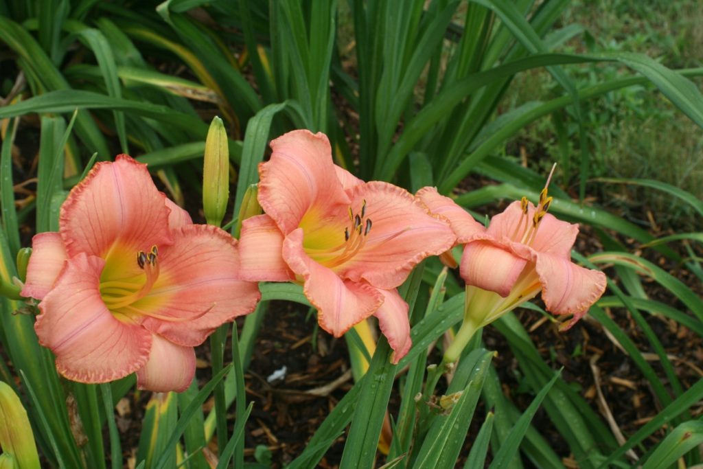 Lady of Quality Daylily at Pheasant Gardens