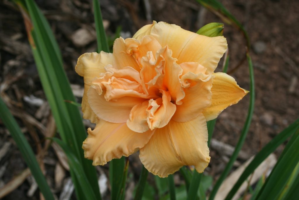 Madge Cayse Daylily at Pheasant Gardens