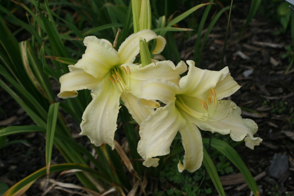 Margo Reed Indeed Daylily at Pheasant Gardens