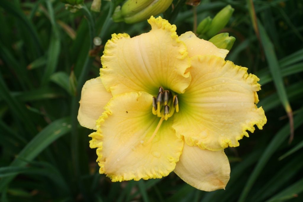 Moon Over Hayfield Daylily at Pheasant Gardens