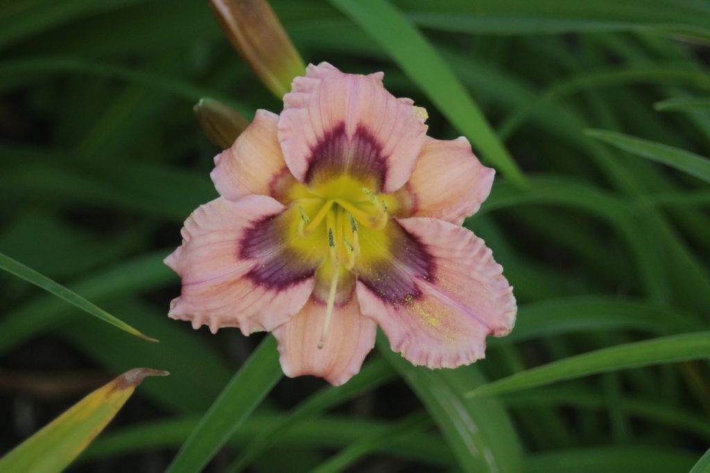 Not Misbehaving Daylily at Pheasant Gardens
