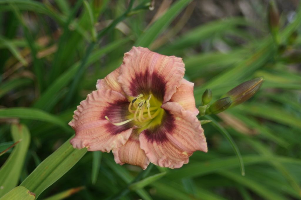 Not Misbehaving Daylily at Pheasant Gardens