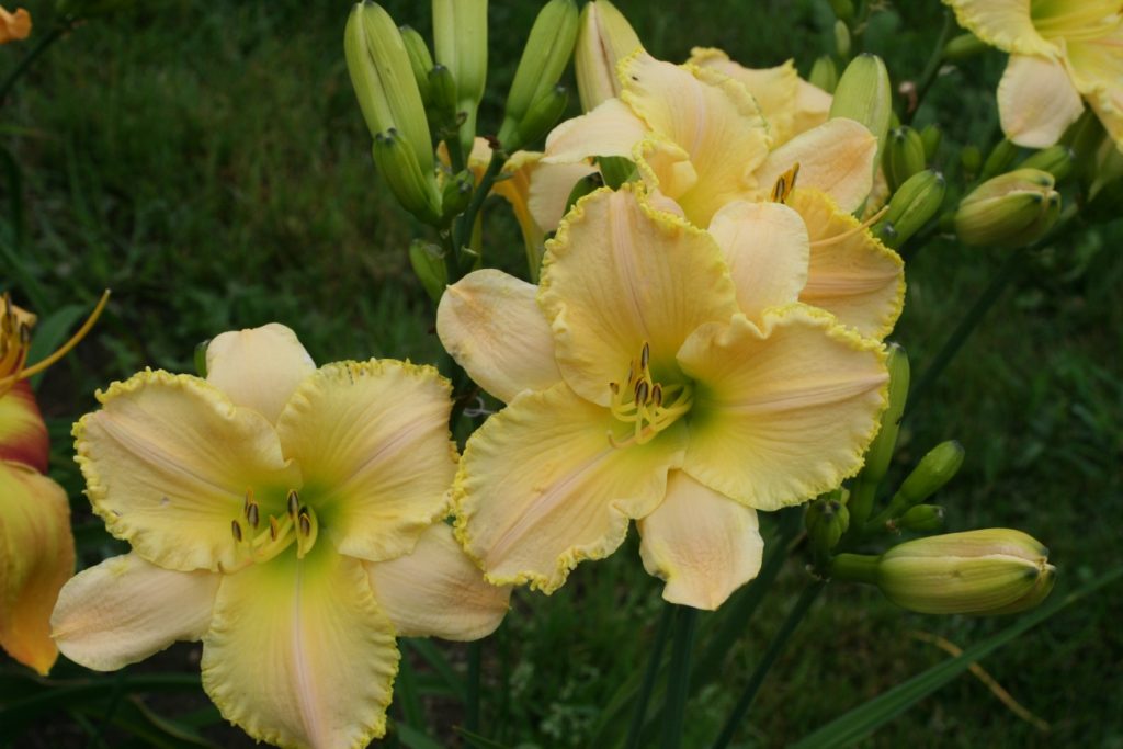 Pleasant Colony Daylily at Pheasant Gardens