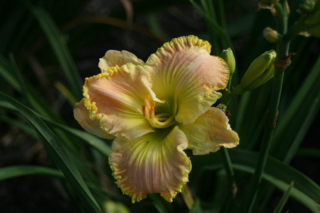 Proof Positive Daylily at Pheasant Gardens