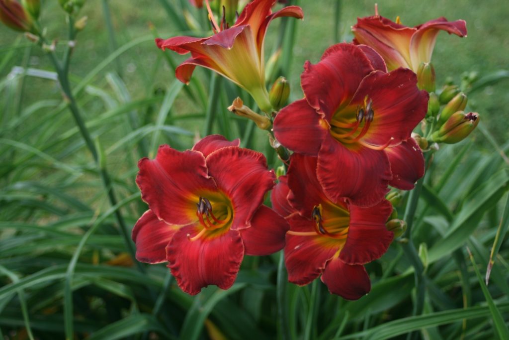 Red Festival Daylily at Pheasant Gardens