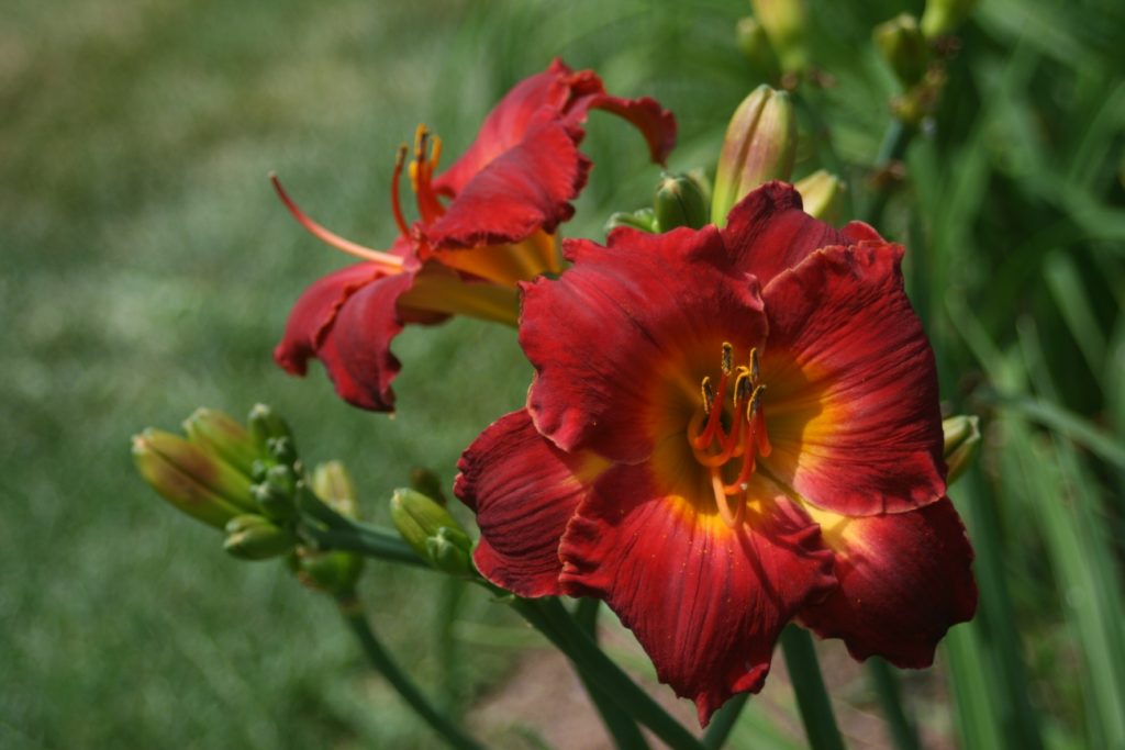 Red Festival Daylily at Pheasant Gardens
