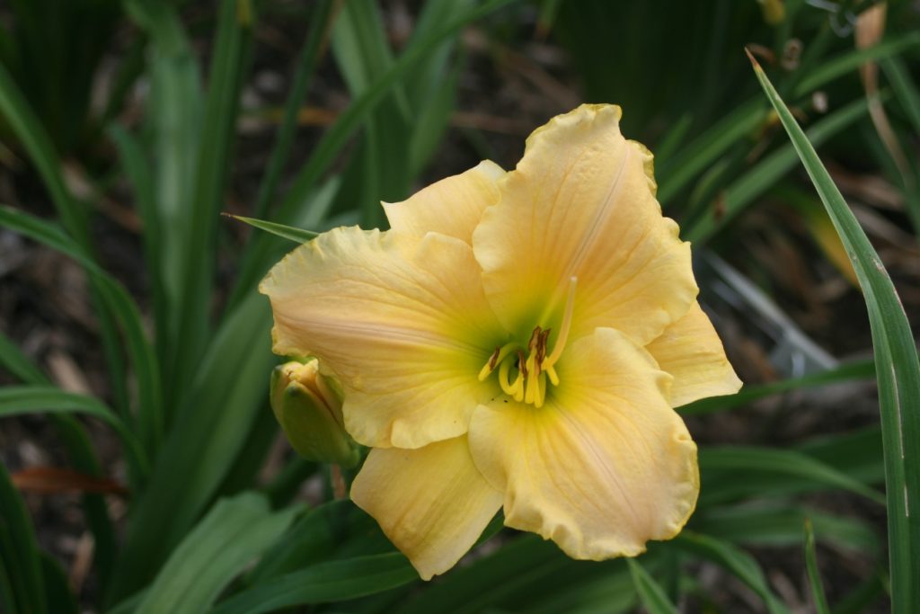 Right of Passage Daylily at Pheasant Gardens